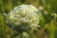 wild-carrot-plant-grassland-plants-1495695.jpg