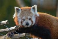 red-panda-looking-face-animal-1389311.jpg