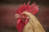 Rooster in Kathmandu, Nepal.jpg