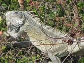 iguana-animal-cura%C3%A7ao-nature-985039.jpg