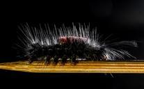 caterpillar-hairy-prickly-close-301311.jpg