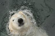 polar-bear-bear-zoo-wildlife-401654.jpg