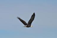 bald-eagle-soaring-bird-raptor-1018731.jpg