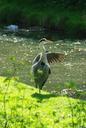 heron-preening-thamesmead-bird-641950.jpg