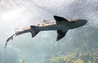 shark-swimming-aquarium-predator-553666.jpg