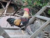 cock-rooster-turkey-antalya-753572.jpg