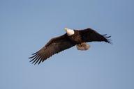 bald-eagle-soaring-bird-raptor-1018732.jpg