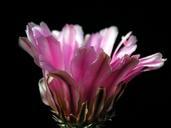 cactus-blossom-plant-flower-nature-386841.jpg