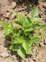 bean-bush-fabaceae-green-leaves-88210.jpg