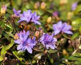 rhododendron-flowers-close-300849.jpg