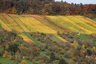 vineyard-autumn-nature-landscape-204761.jpg