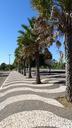 sidewalk-trees-copacabana-400702.jpg