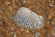 sea-shell-shells-seashell-pattern-83243.jpg