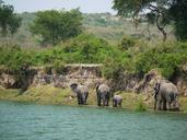 elephant-uganda-bluff-refreshment-1535877.jpg