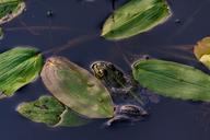 frog-pond-frog-amphibian-green-528457.jpg