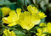 primrose-evening-primrose-plant-603478.jpg