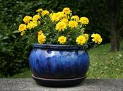 flowers-flowerpot-yellow-blue-187374.jpg