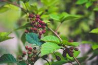 fresh-blackberries-bush-nature-791474.jpg