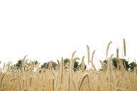 wheat-wheat-field-wheat-spike-spike-168339.jpg