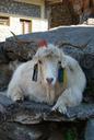 nepal-tibet-goat-pet-904874.jpg