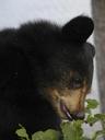 bear-cub-black-close-up-animal-58913.jpg