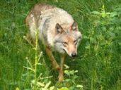 wolf-predator-canis-lupus-hunter-743493.jpg