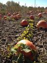 pumpkins-field-autumn-fall-92102.jpg