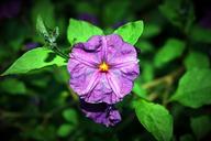 potato-bush-flower-flower-403168.jpg