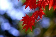 autumn-leaves-autumn-wood-968269.jpg