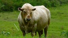 bull-cow-dairy-animal-cattle-1233878.jpg