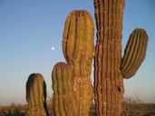 mexico-moon-cactus-huge-194829.jpg