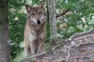 wolf-european-wolf-attention-931227.jpg