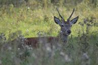 deer-forest-nature-190448.jpg