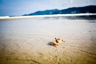 crab-beach-ocean-sand-sea-coast-1246573.jpg