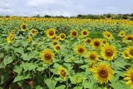 sunflowers-india-karnataka-flowers-171494.jpg