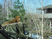 siberian-tiger-predator-99331.jpg