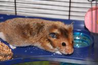 hamster-cage-button-eyes-1305421.jpg