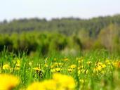 meadow-flowers-spring-yellow-335833.jpg