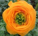 buttercup-flower-orange-spring-1443979.jpg