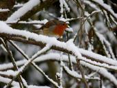 robin-bird-winter-snowy-snow-616240.jpg