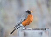 robin-red-breasted-red-bird-1192321.jpg