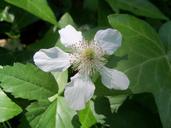 wisteria-white-clematis-flower-431646.jpg