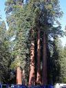 Sequoia tree.jpg