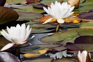 water-lilies-nymphaea-william-doogue-455233.jpg