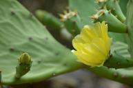 cactus-flower-cactus-thorns-quills-1522973.jpg