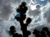 joshua-tree-josuabaum-yucca-3996.jpg