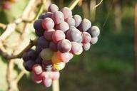 grapes-plants-fruit-blue-vine-499610.jpg