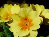 primrose-flower-blossom-bloom-357546.jpg