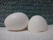 egg-chicken-white-broken-food-139685.jpg