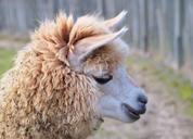 alpaca-lama-animal-nature-portrait-258073.jpg